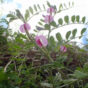 Photographie n°1160132 du taxon Vicia sativa L. [1753]