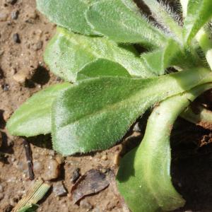 Photographie n°1161341 du taxon Bellis perennis L. [1753]