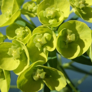  - Euphorbia cyparissias L. [1753]