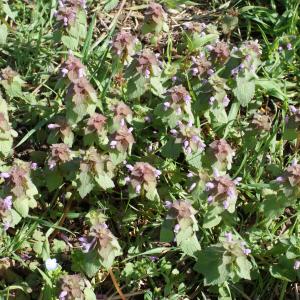 Photographie n°1161386 du taxon Lamium purpureum L. [1753]