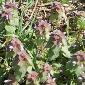 Photographie n°1161388 du taxon Lamium purpureum L. [1753]