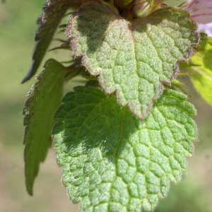 Photographie n°1161396 du taxon Lamium purpureum L. [1753]