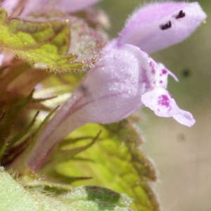 Photographie n°1161399 du taxon Lamium purpureum L. [1753]