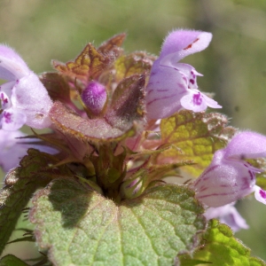 Photographie n°1161400 du taxon Lamium purpureum L. [1753]