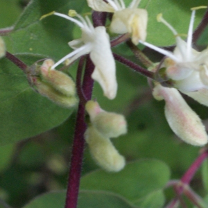 Photographie n°1161403 du taxon Lonicera xylosteum L. [1753]