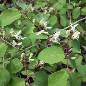 Photographie n°1161405 du taxon Lonicera xylosteum L. [1753]