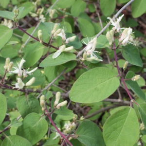 Photographie n°1161406 du taxon Lonicera xylosteum L. [1753]