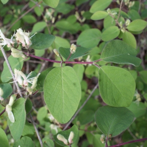 Photographie n°1161408 du taxon Lonicera xylosteum L. [1753]