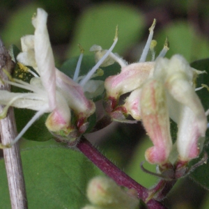 Photographie n°1161410 du taxon Lonicera xylosteum L. [1753]