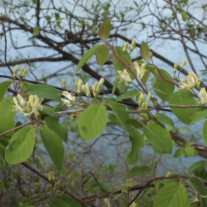 Photographie n°1161412 du taxon Lonicera xylosteum L. [1753]