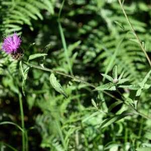 Photographie n°1162086 du taxon Centaurea decipiens Thuill. [1799]