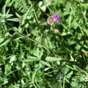 Photographie n°1162089 du taxon Centaurea decipiens Thuill. [1799]