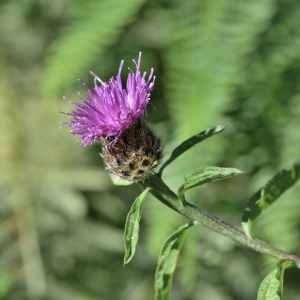 Photographie n°1162091 du taxon Centaurea decipiens Thuill. [1799]