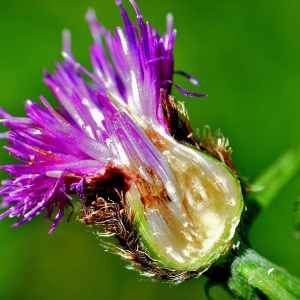 Photographie n°1162098 du taxon Centaurea decipiens Thuill. [1799]