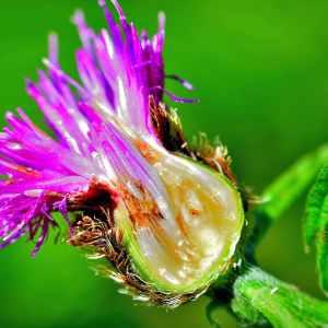 Photographie n°1162099 du taxon Centaurea decipiens Thuill. [1799]