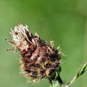 Photographie n°1162113 du taxon Centaurea decipiens Thuill. [1799]