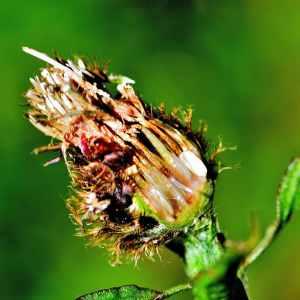 Photographie n°1162116 du taxon Centaurea decipiens Thuill. [1799]