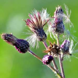 Photographie n°1162156 du taxon Cirsium palustre (L.) Scop. [1772]