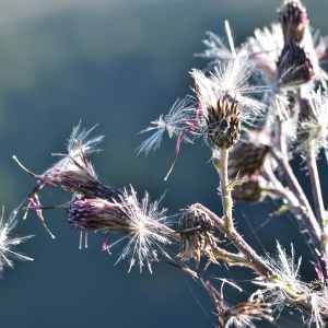 Photographie n°1162166 du taxon Cirsium palustre (L.) Scop. [1772]