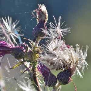 Photographie n°1162179 du taxon Cirsium palustre (L.) Scop. [1772]