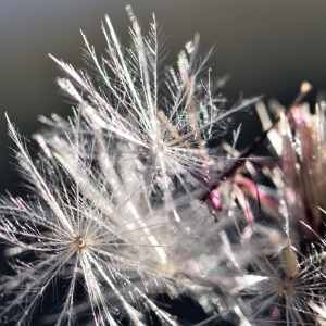 Photographie n°1162187 du taxon Cirsium palustre (L.) Scop. [1772]