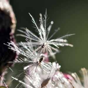 Photographie n°1162192 du taxon Cirsium palustre (L.) Scop. [1772]