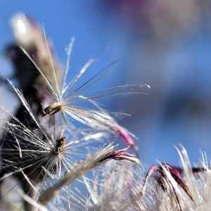 Photographie n°1162195 du taxon Cirsium palustre (L.) Scop. [1772]