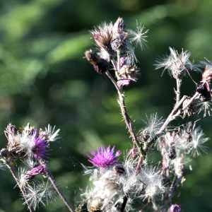 Photographie n°1162200 du taxon Cirsium palustre (L.) Scop. [1772]