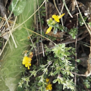 Photographie n°1162403 du taxon Genista pilosa L. [1753]