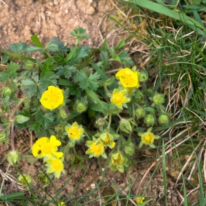 Photographie n°1162576 du taxon Potentilla verna L. [1753]