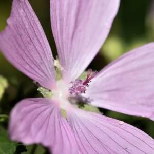 Photographie n°1162668 du taxon Malva moschata L. [1753]