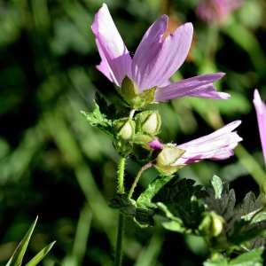 Photographie n°1162680 du taxon Malva moschata L. [1753]