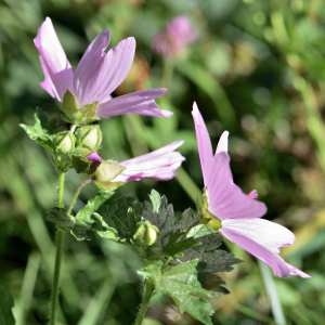 Photographie n°1162683 du taxon Malva moschata L. [1753]