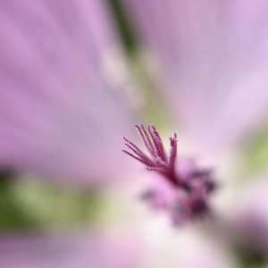 Photographie n°1162692 du taxon Malva moschata L. [1753]