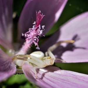 Photographie n°1162702 du taxon Malva moschata L. [1753]