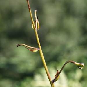 Photographie n°1162846 du taxon Lilium martagon L. [1753]