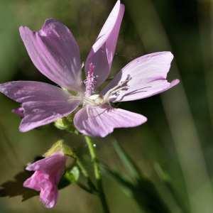 Photographie n°1162862 du taxon Malva moschata L. [1753]