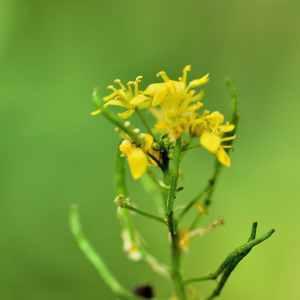 Photographie n°1163180 du taxon Brassica napus L. [1753]