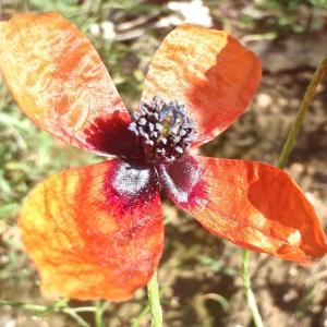 Photographie n°1163386 du taxon Papaver argemone L.