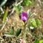  Dany ROUSSEL - Vicia lathyroides L. [1753]