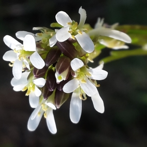 Photographie n°1163512 du taxon Arabis hirsuta (L.) Scop. [1772]