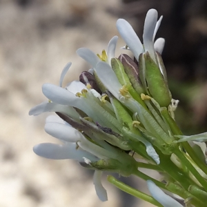 Photographie n°1163513 du taxon Arabis hirsuta (L.) Scop. [1772]