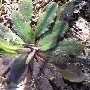 Photographie n°1163515 du taxon Arabis hirsuta (L.) Scop. [1772]