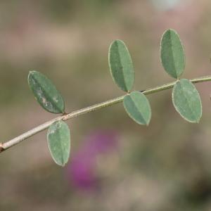 Photographie n°1163769 du taxon Hedysarum naudinianum Coss. & Durieu