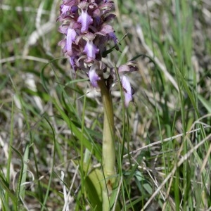 Photographie n°1164080 du taxon Himantoglossum robertianum (Loisel.) P.Delforge [1999]