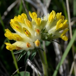 Anthyllis vulneraria L. (Anthyllide vulnéraire)