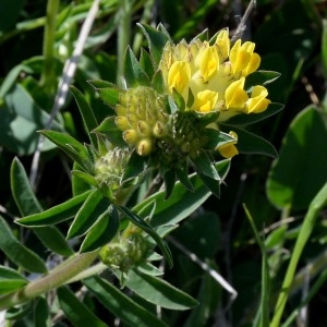 Photographie n°1164140 du taxon Anthyllis vulneraria L. [1753]