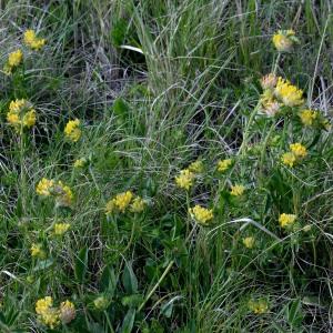 Photographie n°1164143 du taxon Anthyllis vulneraria L. [1753]