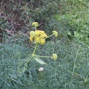  - Ferula communis subsp. communis