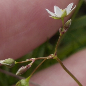 Photographie n°1165661 du taxon Spergula arvensis L. [1753]